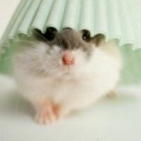 minihamster
