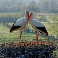 Ксения