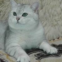 Динара