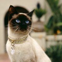Соколина Екатерина