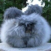 Оля Белая