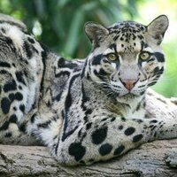 КотиковМама