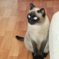 Оксана Фролова