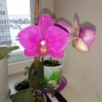Елена Июльская