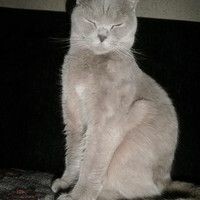 луговая марина