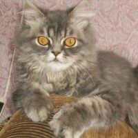 Валентина