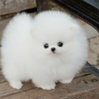 Юлия Коломийко