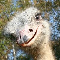 Анастасия Паршина