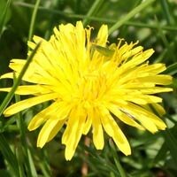 savana