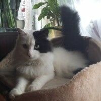 Анна