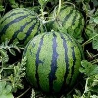 Виктория Матяж