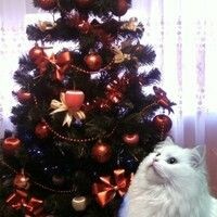 Борисова Анастасия