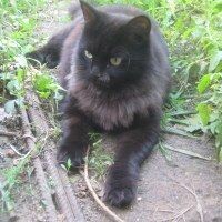 ОКС