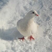 Ленка Пенка