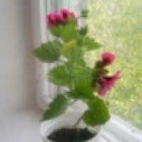 Кудрявцева Неля
