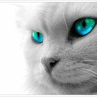 Татьяна Кошкина