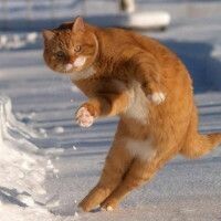 КотикиВперед