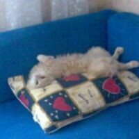 нина