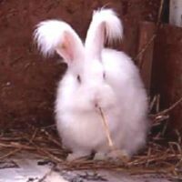 bibaboba
