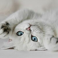 Кисоль