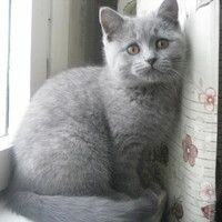 Валерия Валерия
