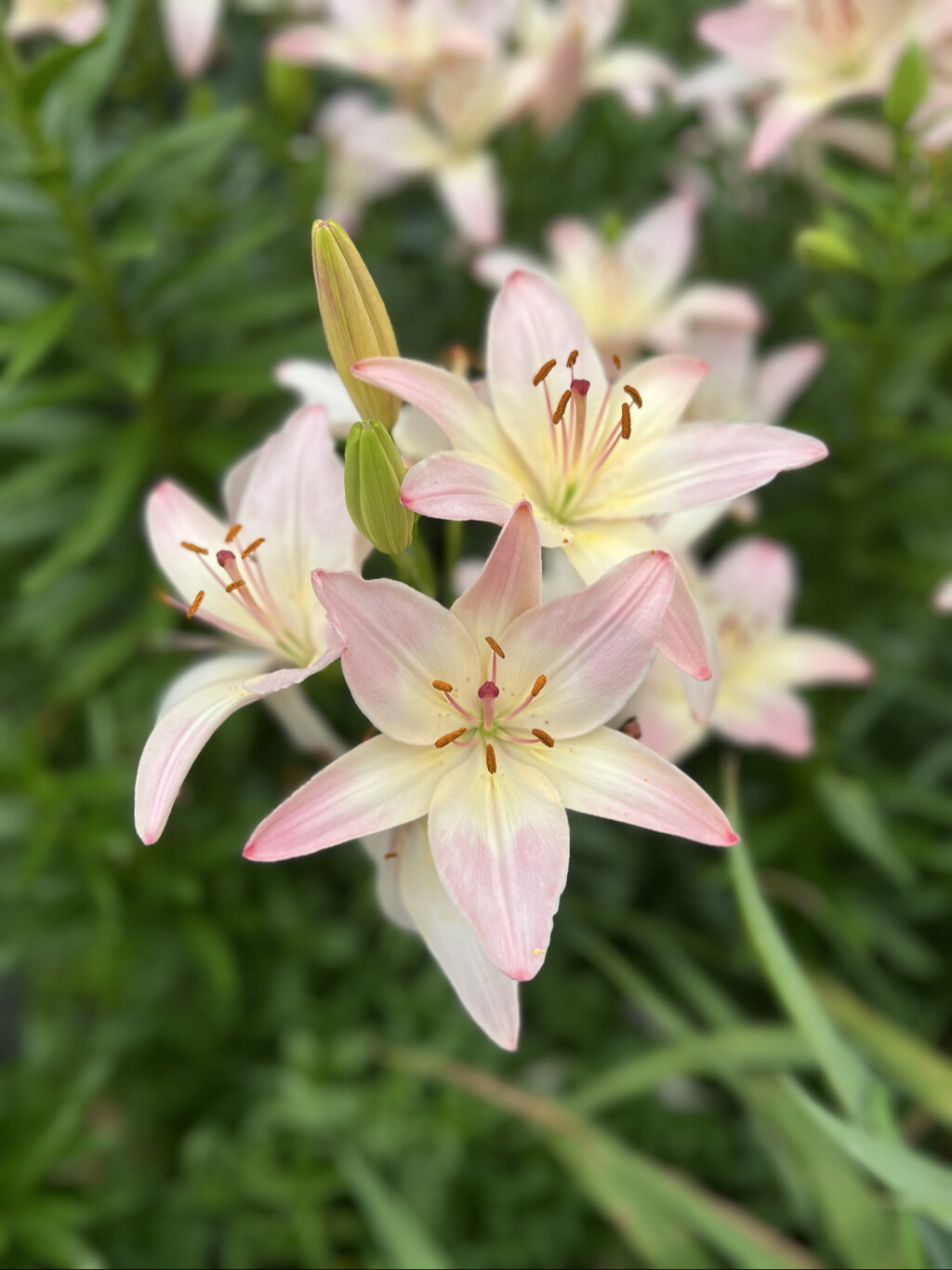 Анопочкина Екатерина