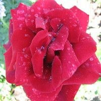 наталья