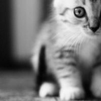 Котофейка-Ксю