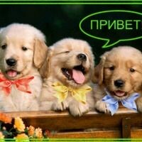 катя