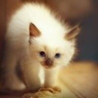 Лейла Гаджиева