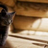 Минхс Всеволод