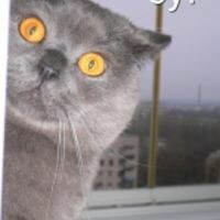 КотШредингера®