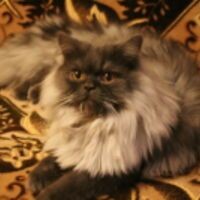Элиза