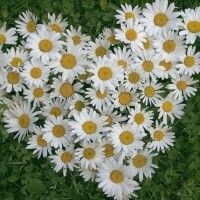 Альбина