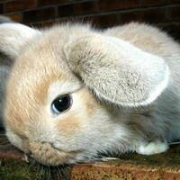 Оленька