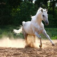 Луговая Алла
