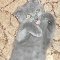 Яна