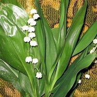 Мария Лакоткина