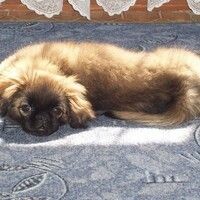 Десяткова Марина