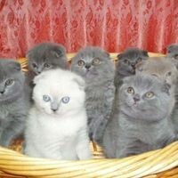 Гуля