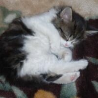 Аверьянова Марина