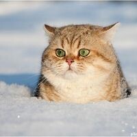 Вера