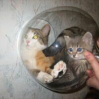 Ирина Петухова