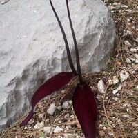 Безкровная Юлиана
