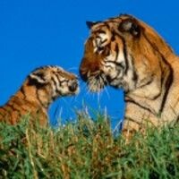 I☺Like☺Big☺Cats