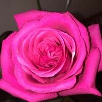 Aaa