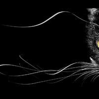 Koshka
