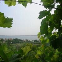 Алёна