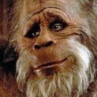 Yeti