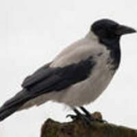 BirdOnTheTree